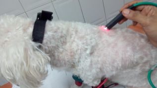 Laserpuntura en mascotas