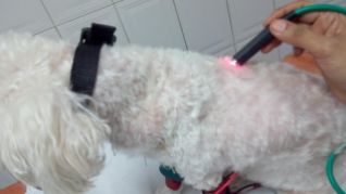 Laserpuntura en mascotas